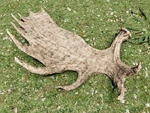 WQ-AE Antlers Moose-item
