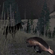 Wolvering Attacking.png (4.99 MB) A wolverine preparing to attack a player.