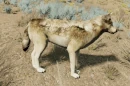 WQ-AE emote tail wag-side