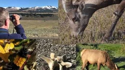 Verisimilitude (and behind the scenes of Yellowstone trip) posted 6-Oct-2017