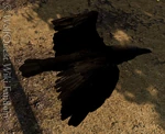 WQ-AE ravens-flight-topview.png (781 KB) Back of a raven as it's taking off