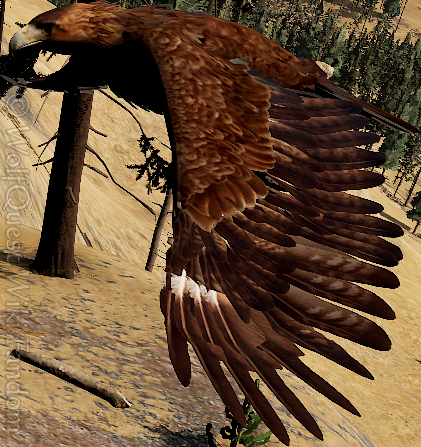 golden eagle attack wolf