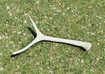 WQ-AE Antlers Spike-Elk2
