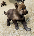 1-month-old gray wolf pup