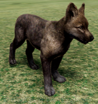 2-month-old gray wolf pup