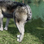 WQ-AE Knowledge-Base Cut-Off-tail