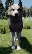 WQ-AE Emote bark-front