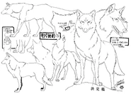 Kiba's wolf-form settei.