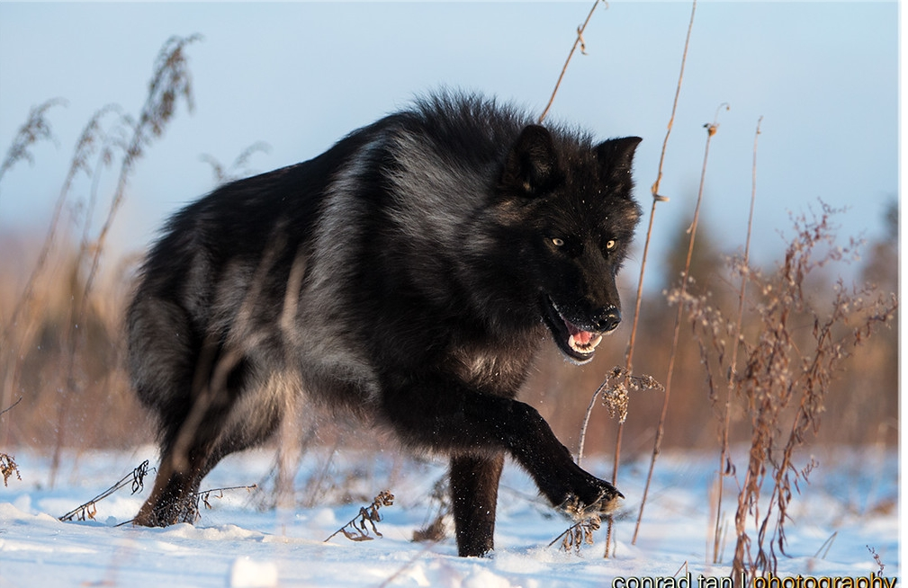Download wallpaper dog, black, Izzy, section dog in resolution 2048x1366