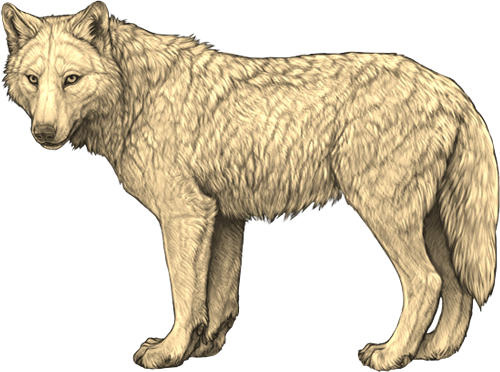 sepia brown wolf