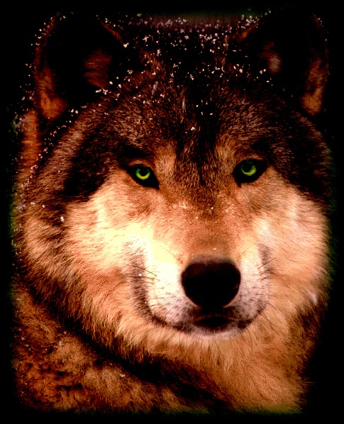 dark brown wolf with green eyes