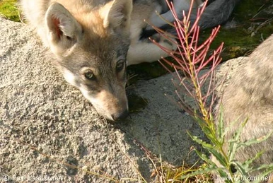 Aloe | Wolves Fanfiction Wiki | Fandom