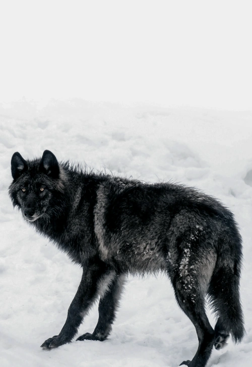 Ace | Wolves Roleplay and Fanfiction Wikia | Fandom