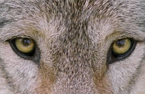 Wild Wolf Eyes stock image. Image of wolf, predator, hunter - 96259805