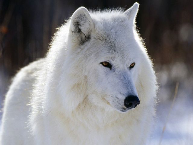 arctic wolf pup with blue eyes