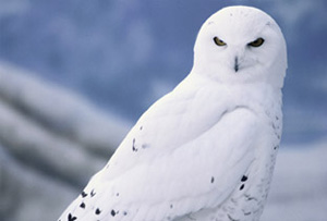 Snowyowllarge