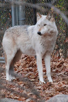 White/Gray Wolf