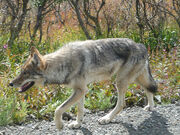 Gray wolf in Denali National Park