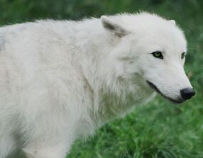 Arctic wolf cub 20120827 1 by furlined-d5pyghc