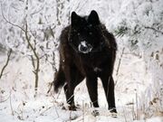 Black-wolf-in-snow-beautiful-eyes-kewl-1