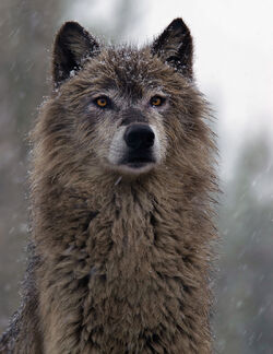 Dark Gray Wolf