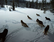 The first wolves entered the beyond over one thousand years ago.