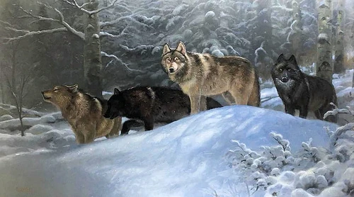 Wolves of the beyond Wiki