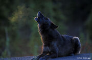 BLACK WOLF HOWL LAY