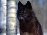Katria Is A Pitch-Black Wolf
