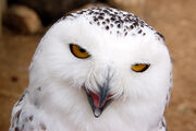 Snowy owl