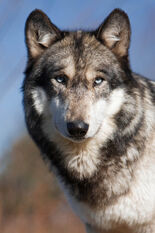 Angus | Wolves of the beyond Wiki | Fandom