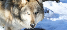 Wolf16-1-