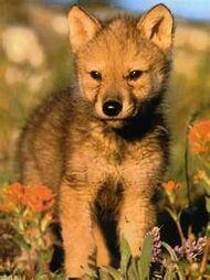 Red wolf pup