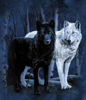 White Wolf Black Wolf