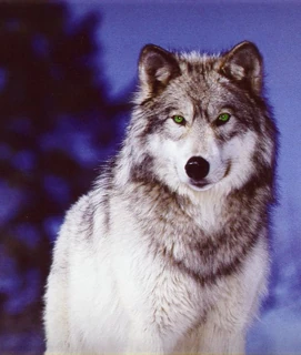 Волки из страны Далеко-далеко вики