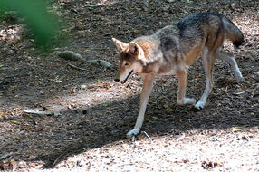 Enters The Wolf.jpg