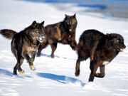 Black-wolf-pack1