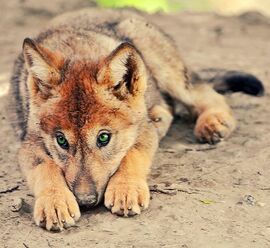Wolf-pup-reddish-coat