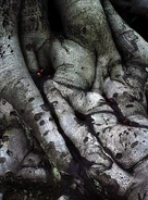 Tree roots.jpg (229 KB) There are some Obea Trees in the Beyond