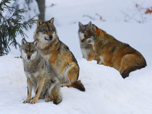 Winter Wolf Pack WaLp TW