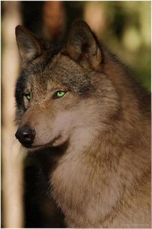 E301452ad41a5d503f48a49f5464437f--beautiful-green-eyes-pretty-eyes.jpg