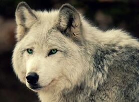 Gray-wolf