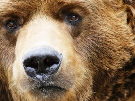 Grizzly-Bear-Face-1-