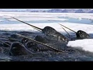 Images copy 3.jpeg (7 KB) Part 3 (not exact picture)