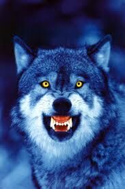 wolf with yellow eyes