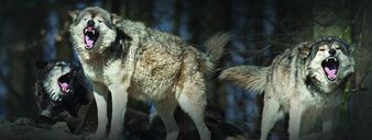 WolfPack-image-980x370.jpg