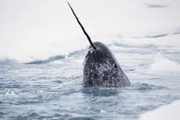 A Narwhal with its "tusk" displayed.