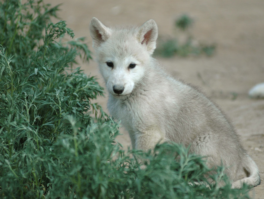 grey wolf pup with green eyes