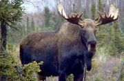 Moosestandinginfeildlookingannoyedatcameraman