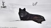 Black wolf 2